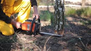 Best Tree and Shrub Care  in West Pittston, PA