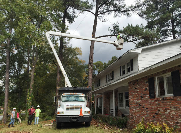 Best Tree Trimming and Pruning  in West Pittston, PA